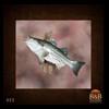 fish-taxidermy-025