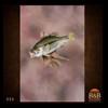 fish-taxidermy-026