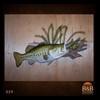 fish-taxidermy-029