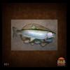 fish-taxidermy-031