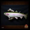 fish-taxidermy-032