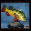 fish-taxidermy-038