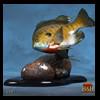 fish-taxidermy-039