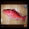 fish-taxidermy-041