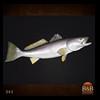 fish-taxidermy-043