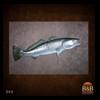 fish-taxidermy-045