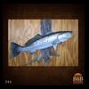 fish-taxidermy-046
