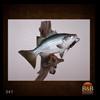 fish-taxidermy-047