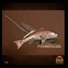 fish-taxidermy-049