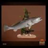 fish-taxidermy-050