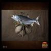 fish-taxidermy-053