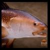 fish-taxidermy-057
