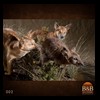 taxidermy-exotic-australian-new-zealand-kangaroo-walabi-dingo-002