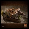 taxidermy-exotic-australian-new-zealand-kangaroo-walabi-dingo-003