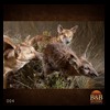 taxidermy-exotic-australian-new-zealand-kangaroo-walabi-dingo-004