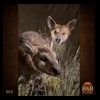 taxidermy-exotic-australian-new-zealand-kangaroo-walabi-dingo-005