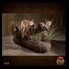 taxidermy-exotic-australian-new-zealand-kangaroo-walabi-dingo-008
