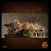 taxidermy-exotic-australian-new-zealand-kangaroo-walabi-dingo-009