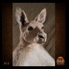 taxidermy-exotic-australian-new-zealand-kangaroo-walabi-dingo-012