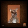 taxidermy-exotic-australian-new-zealand-kangaroo-walabi-dingo-015