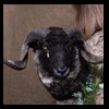 taxidermy-new-zealand-sheep-goat-001