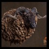 taxidermy-new-zealand-sheep-goat-002
