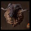 taxidermy-new-zealand-sheep-goat-003