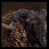taxidermy-new-zealand-sheep-goat-004