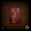 taxidermy-new-zealand-red-stag-001a