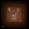 taxidermy-new-zealand-red-stag-004a