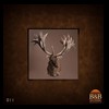 taxidermy-new-zealand-red-stag-011