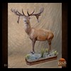 taxidermy-new-zealand-red-stag-015