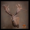 taxidermy-new-zealand-red-stag-016