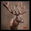taxidermy-new-zealand-red-stag-018