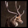 taxidermy-new-zealand-red-stag-021