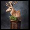 taxidermy-new-zealand-red-stag-023