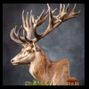 taxidermy-new-zealand-red-stag-024