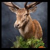 taxidermy-new-zealand-red-stag-025