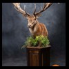 taxidermy-new-zealand-red-stag-026