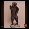 bears-taxidermy-001