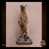 bears-taxidermy-002