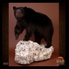 bears-taxidermy-003