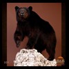 bears-taxidermy-004