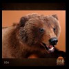 bears-taxidermy-006