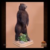 bears-taxidermy-012
