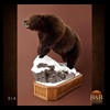 bears-taxidermy-014