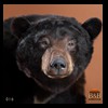 bears-taxidermy-016