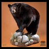 bears-taxidermy-017