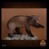 bears-taxidermy-019