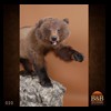bears-taxidermy-020